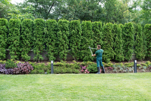 Best Arborist Services Near Me  in Moroni, UT